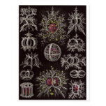 Ernst Haeckel Art Postcard: Stephoidea