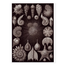 Ernst Haeckel Art Postcard: Thalamphora