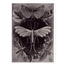 Ernst Haeckel Art Postcard: Tineida