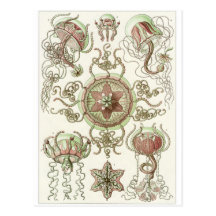 Ernst Haeckel Art Postcard: Trachomedusae