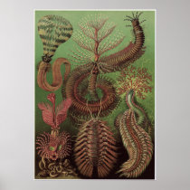 Ernst Haeckel Art Print: Chaetopoda
