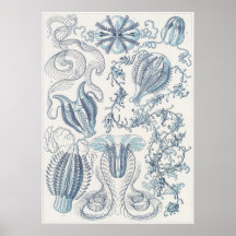 Ernst Haeckel Art Print: Ctenophorae