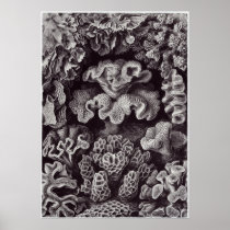 Ernst Haeckel Art Print: Hexacoralla
