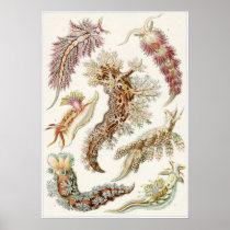 Ernst Haeckel Art Print: Nudibranchia