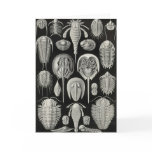 Ernst Haeckel - Aspidonia Card