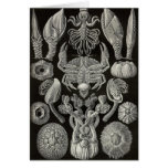 Ernst Haeckel - Cirripedia Greeting Card