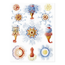 Ernst Haeckel Colourful Siphonophorae 2 Post Cards