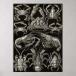 Ernst Haeckel - Decapoda Print