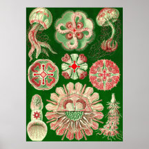 Ernst Haeckel - Discomedusae5 Posters