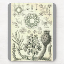 Ernst Haeckel - Hexactinellae Alternate Mouse Mats
