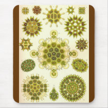 Ernst Haeckel - Melethallia Alternate Mouse Pad