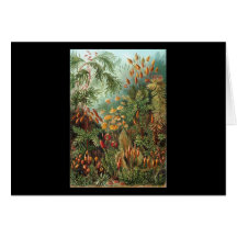 Ernst Haeckel Muscinae Greeting Card