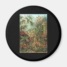 Ernst Haeckel Muscinae Refrigerator Magnets