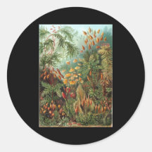Ernst Haeckel Muscinae Stickers