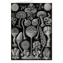 Ernst Haeckel - Mycetozoa Cards