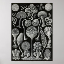 Ernst Haeckel - Mycetozoa Posters