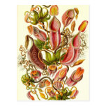 Ernst Haeckel - Nepenthaceae Carte Postale