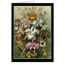 Ernst Haeckel Orchidae Card