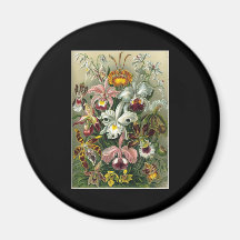 Ernst Haeckel Orchidae Magnet