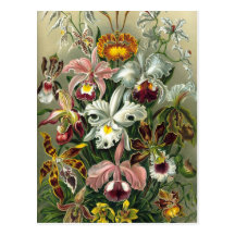 Ernst Haeckel - Orchidae Postcard