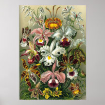 Ernst Haeckel - Orchidae Posters