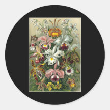 Ernst Haeckel Orchidae Round Stickers