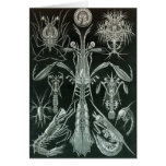 Ernst Haeckel - Platodes Greeting Card