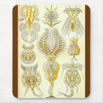 Ernst Haeckel - Rotatoria Alternate Mouse Mat