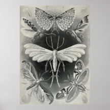 Ernst Haeckel - Tineida Posters