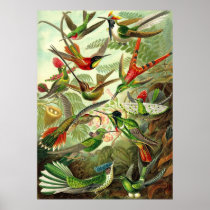 Ernst Haeckel - Trochilidae Hummingbirds Posters