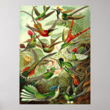 Ernst Haeckel - Trochilidae Hummingbirds Posters