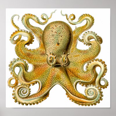 Ernst Haeckel's Octopus Vintage Art Poster by MyOtherPlanet