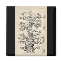 Ernst Haeckel's "tree of life" Refrigerator Magnet