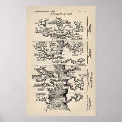 Ernst Haeckel's "tree of life" Poster by MyOtherPlanet
