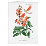 Erythrina crista-galli cards