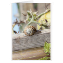 Escargot Carte De Vœux