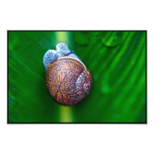 Escargot sur un congé après tempête de pluie photographies d’art