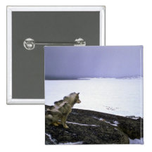 Eskimo sled dog, Baffin Island Pinback Button