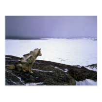 Eskimo sled dog, Baffin Island postcards