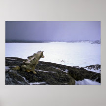 Eskimo sled dog, Baffin Island Print