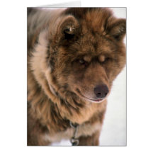 Eskimo Sled Dog Cards