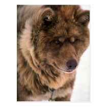 Eskimo Sled Dog postcards