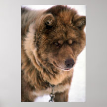 Eskimo Sled Dog Poster