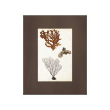 Espèces de corail dessinant la toile d'art vintage toile tendue sur châssis