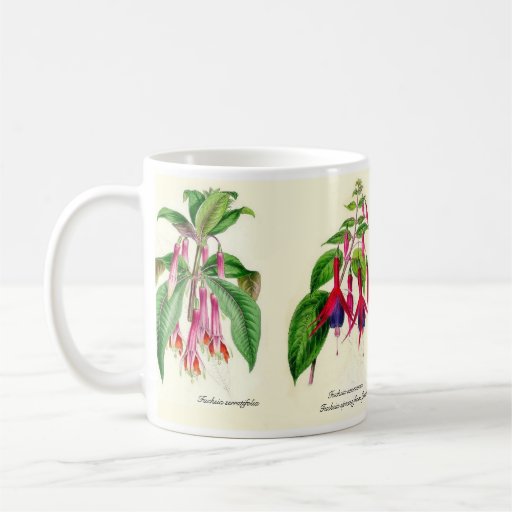 Espèces fuchsia de Joseph Paxton Mugs À Café