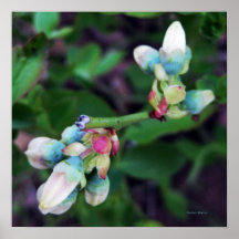 Étincelles de KIW : Fleurs de myrtille Affiche