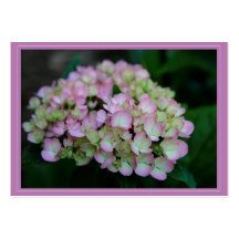 Étiquette de cadeau de nigra d'hortensia cartes de visite professionnelles