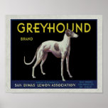 Étiquette vintage de citron de lévrier Circa 1920 Posters
