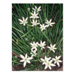 étoile blanche de Bethlehem, (Ornithogalum Umbella Cartes Postales
