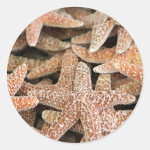 Étoile de mer d'étoiles de mer autocollants